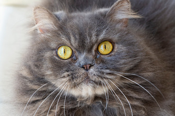 Pet animal; cute cat indoor. Grey persian cat. 