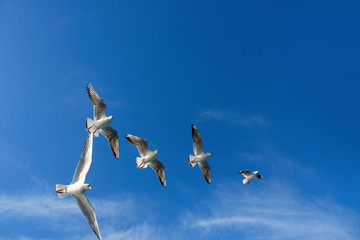 Close up seagulls flying over blue sunny sky