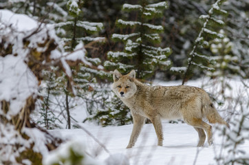 Fototapeta na wymiar wild coyote walking passed in deep snow in the woods