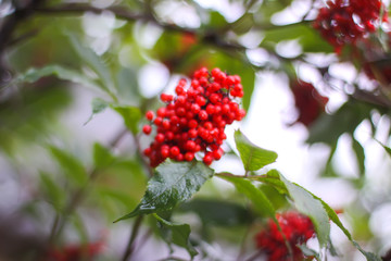 Sambucus racemosa, common red elderberry, red-berried elder berries on the branch in the garden.