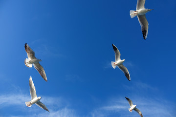 Close up seagulls flying over blue sunny sky