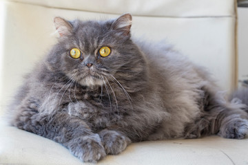 Pet animal; cute cat indoor. Grey persian cat. 
