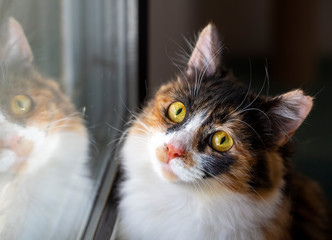 Pet animal; cute cat indoor. House cat.