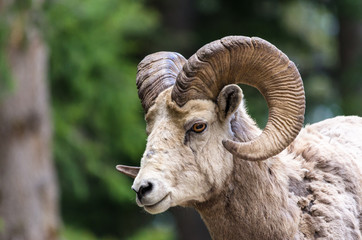 Bighorn sheep - (Ovis canadensis)