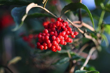 Sambucus racemosa, common red elderberry, red-berried elder berries on the branch in the garden.