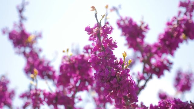 Blossoming branch of violet lilac flower. Lilac flowers blooming in spring.
