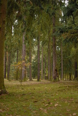 Obraz premium Park