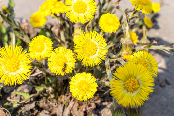 Bright yellow foalfoot flowers tussilago farfara on stony floor. Group of spring flowers