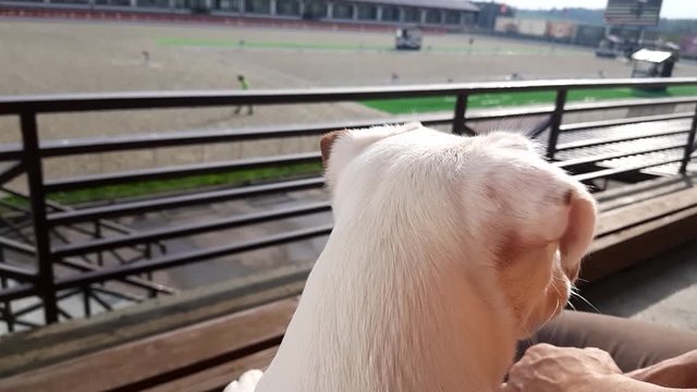 White puppy looking to horse show dressage competition