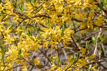 Yellow blooming Forsythia flowers in spring. Golden Bell, Border Forsythia Forsythia x intermedia, europaea beautiful shrub