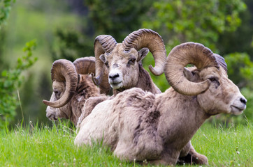 Bighorn sheep - (Ovis canadensis)  three sheep sittting on the grass (middle in focus)
