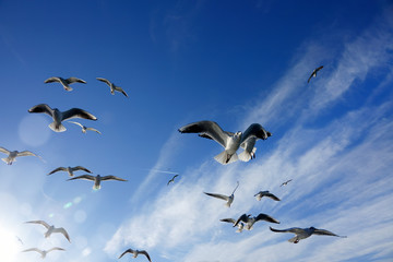 Close up flock of seagulls flying over blue sunny sky
