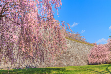 春の盛岡城の風景