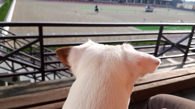 White puppy looking to horse show dressage competition