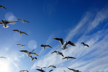 Close up flock of seagulls flying over blue sunny sky