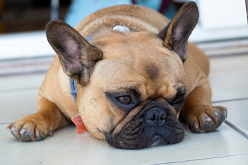 Pet animal; cute dog. The house dog.