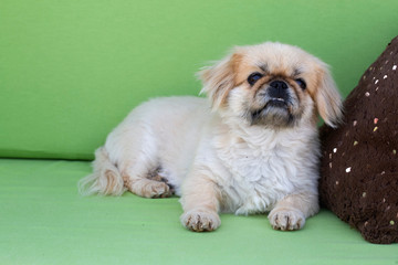 Pet animal; cute dog. The house dog.