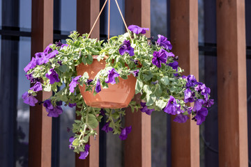 Fototapeta na wymiar Flower pot with blue petunia flowers dangling from the roof of the house in sunlight