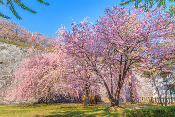 春の盛岡城の風景