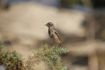 oiseau