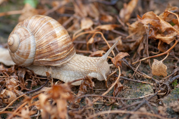 Weinbergschnecke (Helix pomatia)