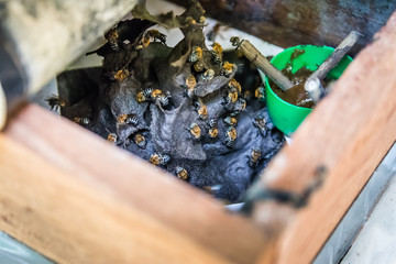 Brazilian Api been inseparable