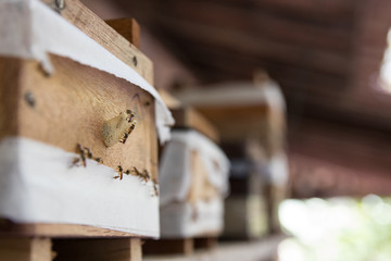 Brazilian Api been inseparable