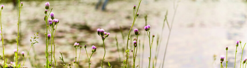 Panoramic view of thistle on reflected light bokeh background,  Panoramic view of Thistle Flowers in the wetland, reflected light bokeh, 