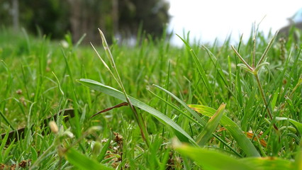 flora y fauna de galicia  o corpiño 