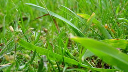 flora y fauna de galicia  o corpiño 