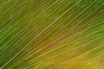 Green ginger leaf in a large close-up against the background of sunlight.