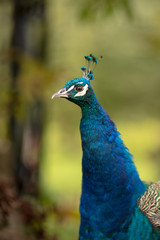 Obraz premium portrait of a peacock