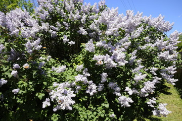 Fototapeta na wymiar Flowers blooming lilac. Beautiful purple lilac flowers outdoors.