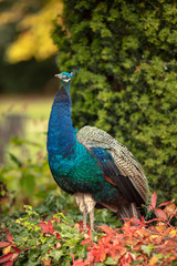 Fototapeta premium peacock in park