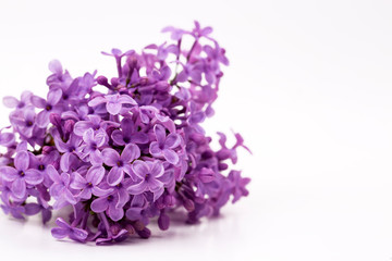 Lilac flower isolated on the white background