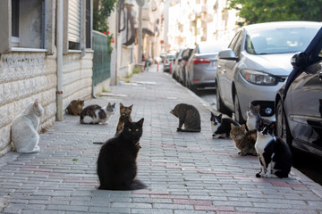 Strat cats in street. Outdoor pet animal.
