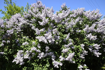 Flowers blooming lilac. Beautiful purple lilac flowers outdoors.
