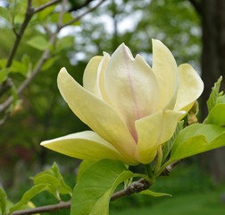 Yellow Magnolia on Tree Branch