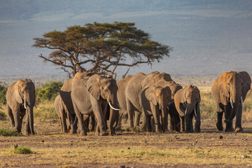 An Elephant Family in Early Morning, Amboseli National Park, Kenya © Jill Clardy