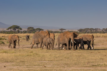 Fototapeta na wymiar A Herd of Elephants Marching Towards Grazing Lands in Amboseli National Park