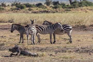 Obraz na płótnie Canvas A Zeal of Zebras in Amboseli National Park