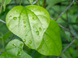 green leaf with drops of water