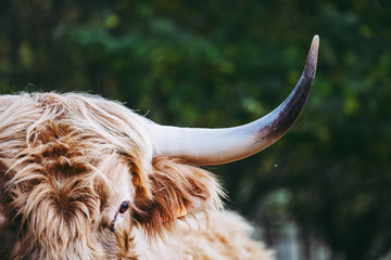 Vache marron aux poils longs et longues cornes