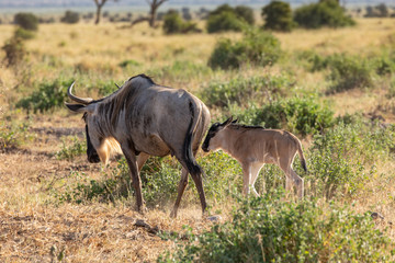 Wildebeest Cow and Calf in Amboseli National Park