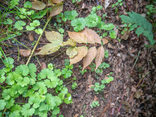fallen yellow leaves among new green leaves on the ground