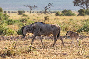 Obraz na płótnie Canvas Mom and Baby Wildebeest in Amboseli National Park