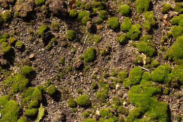 round clusters of green moss on dirt