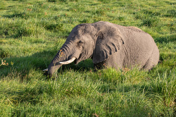 Naklejka na ściany i meble Elephant Hip Deep in the Swampy Grass at Amboseli National Park, Kenya