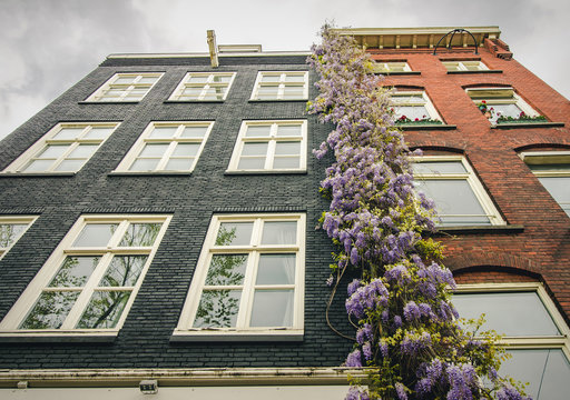 Flowering wisteria vines growing up a building in Amsterdam