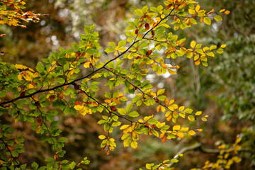 yellow leaves of tree in autumn